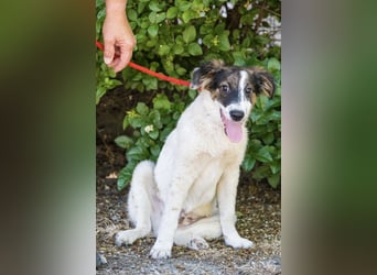 Lipot SI – aktiver Terriermix sucht Menschen mit Herz und Verstand ❤️