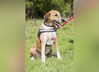 Bobi-SI – Lieber Kerl sucht Zuhause