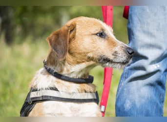 Bobi-SI – Lieber Kerl sucht Zuhause