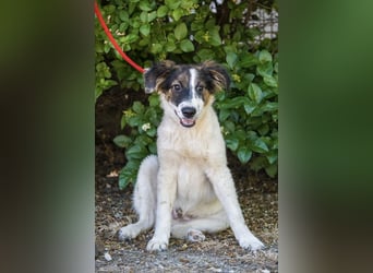 Lipot SI – aktiver Terriermix sucht Menschen mit Herz und Verstand ❤️