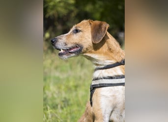 Bobi-SI – Lieber Kerl sucht Zuhause