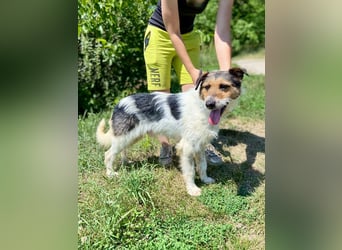 Verschmuster Foxterrier Mix, 1,5J., kastriert, verspielt und verträglich