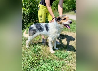 Verschmuster Foxterrier Mix, 1,5J., kastriert, verspielt und verträglich