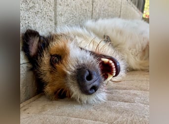 Verschmuster Foxterrier Mix, 1,5J., kastriert, verspielt und verträglich
