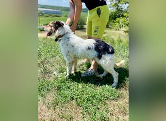 Verschmuster Foxterrier Mix, 1,5J., kastriert, verspielt und verträglich