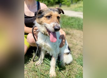 Verschmuster Foxterrier Mix, 1,5J., kastriert, verspielt und verträglich