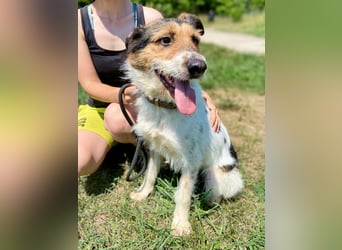 Verschmuster Foxterrier Mix, 1,5J., kastriert, verspielt und verträglich
