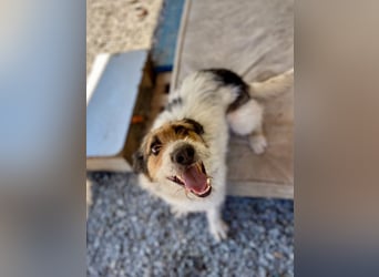 Verschmuster Foxterrier Mix, 1,5J., kastriert, verspielt und verträglich