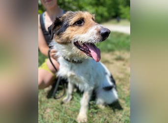Verschmuster Foxterrier Mix, 1,5J., kastriert, verspielt und verträglich