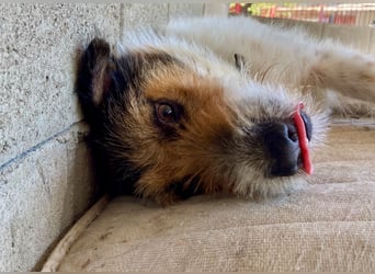 Verschmuster Foxterrier Mix, 1,5J., kastriert, verspielt und verträglich
