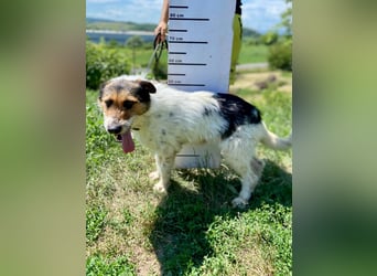 Verschmuster Foxterrier Mix, 1,5J., kastriert, verspielt und verträglich