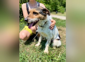 Verschmuster Foxterrier Mix, 1,5J., kastriert, verspielt und verträglich