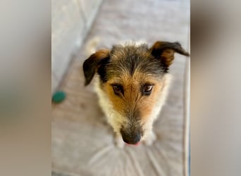 Verschmuster Foxterrier Mix, 1,5J., kastriert, verspielt und verträglich
