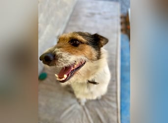 Verschmuster Foxterrier Mix, 1,5J., kastriert, verspielt und verträglich