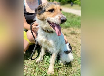 Verschmuster Foxterrier Mix, 1,5J., kastriert, verspielt und verträglich