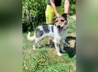 Verschmuster Foxterrier Mix, 1,5J., kastriert, verspielt und verträglich
