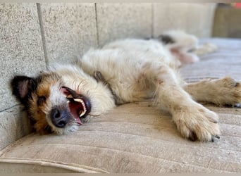 Verschmuster Foxterrier Mix, 1,5J., kastriert, verspielt und verträglich