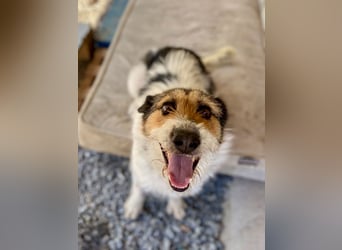 Verschmuster Foxterrier Mix, 1,5J., kastriert, verspielt und verträglich