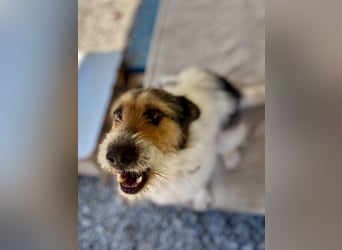 Verschmuster Foxterrier Mix, 1,5J., kastriert, verspielt und verträglich