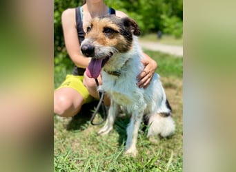 Verschmuster Foxterrier Mix, 1,5J., kastriert, verspielt und verträglich