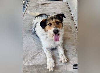 Verschmuster Foxterrier Mix, 1,5J., kastriert, verspielt und verträglich