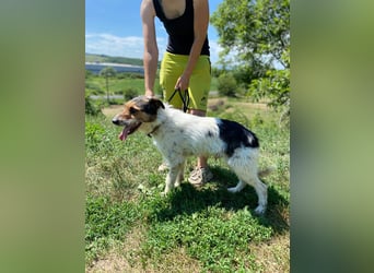 Verschmuster Foxterrier Mix, 1,5J., kastriert, verspielt und verträglich