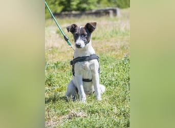 Lujzi - verspielt, freundlich