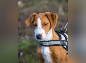 Finch SI - aktiv, verspielt