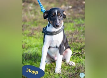 Flopp SI - aktiv, verspielt