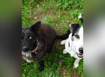 Feco VA, freundlich und sehr lustig