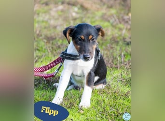 Flipp SI - aktiv, verspielt