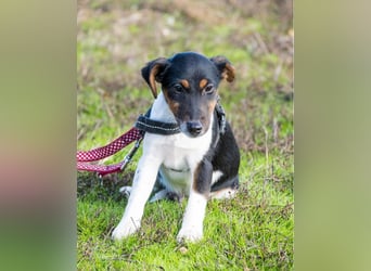 Flipp SI - aktiv, verspielt