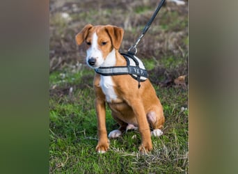 Finch SI - aktiv, verspielt