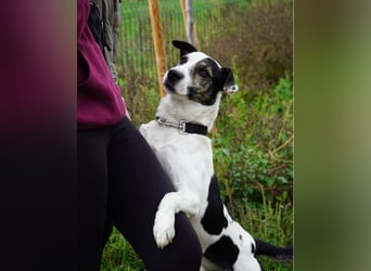 Feco VA, freundlich und sehr lustig