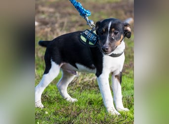 Flopp SI - aktiv, verspielt