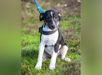 Flopp SI - aktiv, verspielt