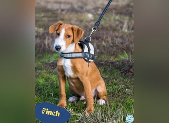 Finch SI - aktiv, verspielt