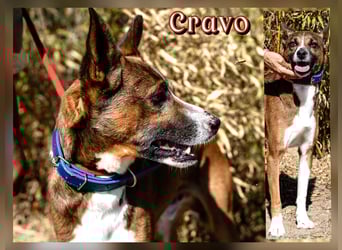 Typisch unkomplizierter Mischling ♦️CRAVO♦️in der Cantinho da Milu ⏳ 9/2025