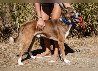 Typisch unkomplizierter Mischling ♦️CRAVO♦️in der Cantinho da Milu ⏳ 9/2025