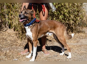 Typisch unkomplizierter Mischling ♦️CRAVO♦️in der Cantinho da Milu ⏳ 9/2025