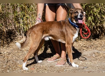 Typisch unkomplizierter Mischling ♦️CRAVO♦️in der Cantinho da Milu ⏳ 9/2025