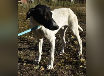 Móric - Wirbelwind voller Lebensfreude