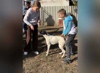 Móric - Wirbelwind voller Lebensfreude