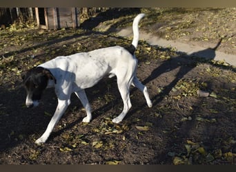 Móric - Wirbelwind voller Lebensfreude