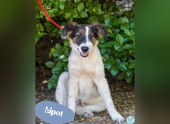 Lipot - verspielt, freundlich