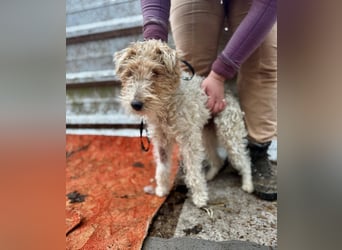 TRIXI ca. 18 mon. lebenslustige Foxterriermädchen mit Handicap