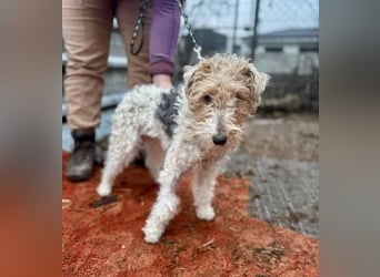 TRIXI ca. 18 mon. lebenslustige Foxterriermädchen mit Handicap