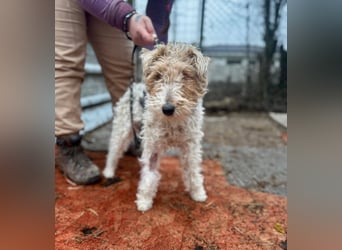 TRIXI ca. 18 mon. lebenslustige Foxterriermädchen mit Handicap