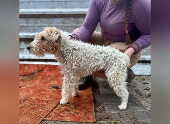 TRIXI ca. 18 mon. lebenslustige Foxterriermädchen mit Handicap