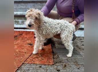 TRIXI ca. 18 mon. lebenslustige Foxterriermädchen mit Handicap